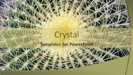  Presentation with cactus - Presentation featuring closeup of the centre of a very prickly cactus background and a yellow colored foreground