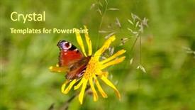  Presentation with peacock - Audience pleasing presentation theme consisting of closeup-of-the-european-peacock backdrop and a tawny brown colored foreground