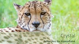  Presentation with cheetah - Presentation theme consisting of closeup-of-the-face background and a mint green colored foreground