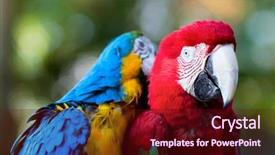  Presentation with parrots - Beautiful presentation design featuring two beautiful colorful macaw backdrop and a wine colored foreground