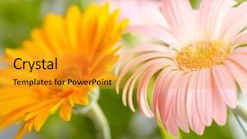  Presentation with gerbera daisy - Audience pleasing slides consisting of  backdrop and a  colored foreground