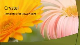  Presentation with gerbera daisy - Colorful presentation theme enhanced with  backdrop and a  colored foreground