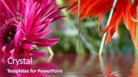  Presentation with gerbera daisy - PPT layouts with closeup of two daisy-gerbera reflected in the water background and a violet colored foreground