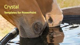  Presentation with horses - Amazing theme having birthday girl is holding a cake with candles girls and guys are standing around her they are posing for a photo and smiling backdrop and a coral colored foreground.