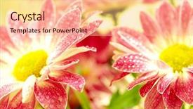  Presentation with gerbera daisy - Slides enhanced with closeup of two pink daisy-gerbera with waterdrops background and a lemonade colored foreground