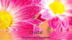  Presentation with gerbera daisy - Presentation theme consisting of closeup of two pink daisy-gerbera reflected in the water background and a coral colored foreground