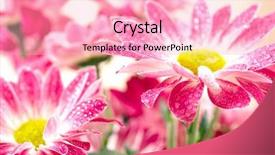  Presentation with gerbera daisy - Slide deck enhanced with closeup of two pink daisy-gerbera with waterdrops background and a lemonade colored foreground