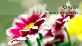  Presentation with gerbera daisy - Amazing PPT theme having closeup of two pink daisy-gerbera with soft focus backdrop and a mint green colored foreground