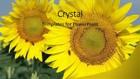  Presentation with turquoise and yellow music - Presentation theme having information widescreen - close-up of person s hand background and a gray colored foreground