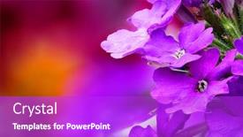  Presentation with colored - Presentation theme consisting of closeup-of-verbena-verbenaceae background and a purple colored foreground