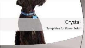  Presentation with engineering robotics development closeup electronics - Audience pleasing PPT layouts consisting of closeup-of-very-attentive-giant backdrop and a white colored foreground