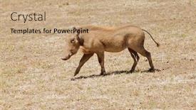  Presentation with scientific journals - Presentation theme featuring closeup of warthog scientific name phacochoerus aethiopicus or ngiri in swaheli image taken on safari located in the ngorogoro national park in the east african country of tanzania background and a coral colored foreground