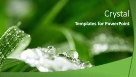  Presentation with green leaf water drops - Theme having closeup-of-water-drops background and a forest green colored foreground