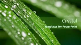  Presentation with green leaf water drops - Slide deck featuring closeup-of-water-drops background and a forest green colored foreground