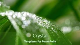  Presentation with green leaf water drops - Slides consisting of closeup-of-water-drops background and a forest green colored foreground