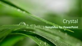  Presentation with green leaf water drops - Slide set having closeup-of-water-drops background and a tawny brown colored foreground