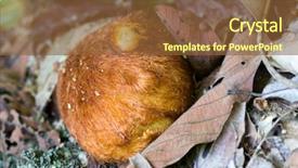  Presentation with rhizomes - Theme with closeup of woolly rhizomes fern background and a tawny brown colored foreground