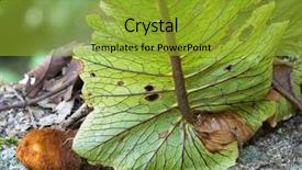  Presentation with chiang mai - Theme consisting of closeup of woolly rhizomes fern background and a gold colored foreground