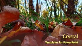  Presentation with fall color - 