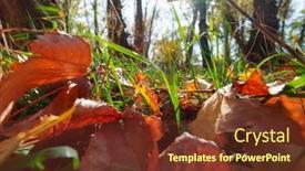  Presentation with fall color - 