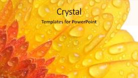  Presentation with water droplets - Beautiful presentation featuring closeup of yellow daisy backdrop and a yellow colored foreground