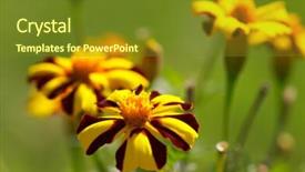  Presentation with focus - Amazing presentation having closeup of yellow flowers shallow focus depth on nearest flower backdrop and a tawny brown colored foreground