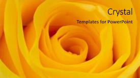  Presentation with yellow rose - Slide deck with closeup of yellow rose petals background and a gray colored foreground