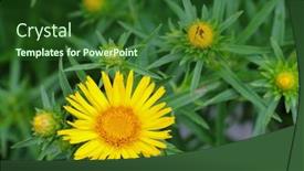  Presentation with flower - Cool new presentation design with closeup-of-yellow-sunwheel-flower backdrop and a forest green colored foreground