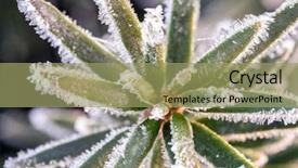  Presentation with needles - Amazing presentation design having closeup of yew needles covered with morning frost backdrop and a mint green colored foreground