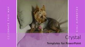  Presentation with celebrate - Presentation consisting of closeup-of-yorkshire-terrier-relaxing background and a lilac colored foreground