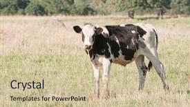  Presentation with close up of young girls - Slides having closeup of young frisian cow background and a  colored foreground