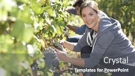  Presentation with grape - PPT theme with closeup-of-young-woman-picking background and a dark gray colored foreground