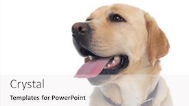  Presentation with leash - PPT layouts having closeup-on-a-beautiful-labrador background and a white colored foreground