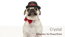  Presentation with red bow - Presentation enhanced with closeup-on-a-sweet-pug background and a lemonade colored foreground