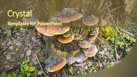  Presentation with fungi - Theme featuring tinder - wood fungi mushrooms closeup background and a tawny brown colored foreground
