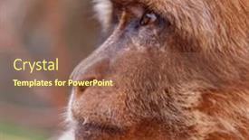  Presentation with morocco - Presentation design enhanced with closeup-on-macaque-ouzoud-fall background and a  colored foreground