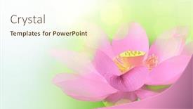  Presentation with lotus - Amazing presentation having closeup-on-pink-lotus backdrop and a cream colored foreground