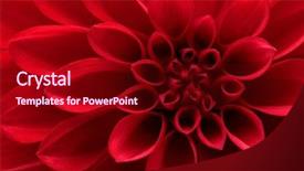  Presentation with dahlia - Presentation with closeup on red dahlia flower background and a crimson colored foreground