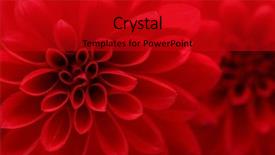  Presentation with dahlia - Colorful PPT theme enhanced with closeup on red dahlia flower backdrop and a  colored foreground