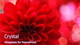  Presentation with dahlia - PPT theme having closeup on red dahlia flower background and a crimson colored foreground