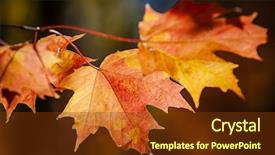  Presentation with maple leaves - Audience pleasing slide deck consisting of closeup on red fall maple leaves glowing in autumn sunshine backdrop and a tawny brown colored foreground