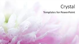  Presentation with rustic purple flower - Presentation theme enhanced with closeup on soft purple flower background and a white colored foreground