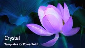  Presentation with water lily - Presentation design enhanced with closeup on water lily with copy space background and a navy blue colored foreground