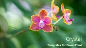  Presentation with orchids - Amazing presentation having closeup-orchids-wallpaper-background-print backdrop and a ocean colored foreground