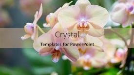 Presentation with orchids - Slide set having closeup-orchids-wallpaper-background-print background and a soft green colored foreground