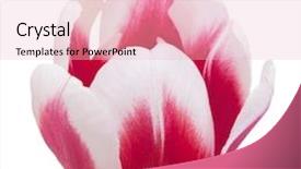  Presentation with tulip - PPT theme having closeup petals of pink tulip on white background with path background and a lemonade colored foreground