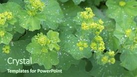  Presentation with water drops - Theme consisting of photo of lady's mantle background and a forest green colored foreground