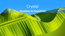  Presentation with banana tree - Beautiful PPT layouts featuring closeup photo of a banana backdrop and a cyan colored foreground