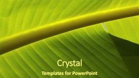  Presentation with banana tree - Audience pleasing PPT theme consisting of closeup photo of a banana backdrop and a tawny brown colored foreground