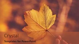  Presentation with maple leaf - PPT layouts enhanced with closeup photo of a beautiful yellow maple leaf in human hand over autumnal bokeh background beauty of autumn nature background and a red colored foreground